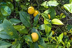 1418 Meadow Ln, Mountain View, CA 94040 - Photo 28