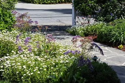 384 Hawthorne Ave, Los Altos, CA 94022 - Photo 4