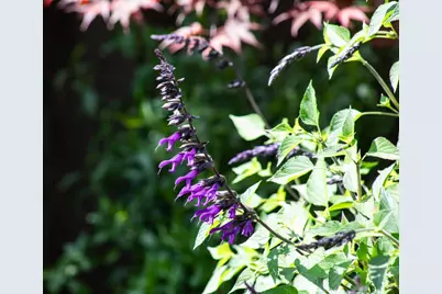 384 Hawthorne Ave, Los Altos, CA 94022 - Photo 28