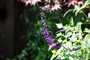 384 Hawthorne Ave, Los Altos, CA 94022 - Photo 28