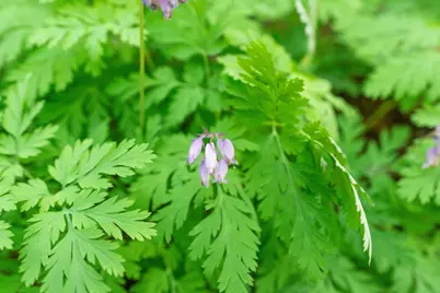 11800 Clear Creek Rd, Brookdale, CA 95007 - Photo 42