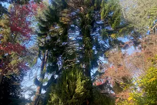 269 Selby Ln, Atherton, CA 94027 - Photo 22