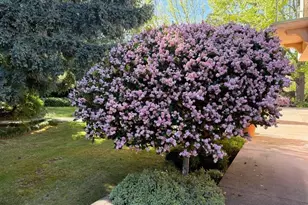 269 Selby Ln, Atherton, CA 94027 - Photo 24