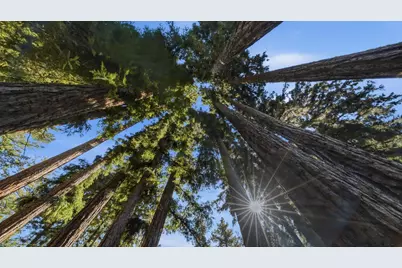 250 Keller Dr, Boulder Creek, CA 95006 - Photo 36