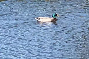 444 Whispering Pines Dr 173, Scotts Valley, CA 95066 - Photo 38