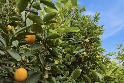 Santa Teresa Blvd, San Jose, CA 95123 - Photo 44