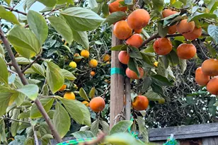 2121 Francis Ave, Santa Clara, CA 95051 - Photo 36