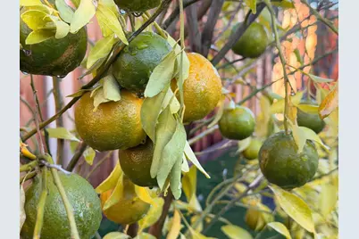 2121 Francis Ave, Santa Clara, CA 95051 - Photo 32