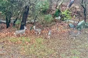 1212 Shelby Creek Ln, San Jose, CA 95120 - Photo 56