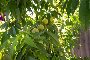 2885 Berryessa Rd, San Jose, CA 95132 - Photo 46