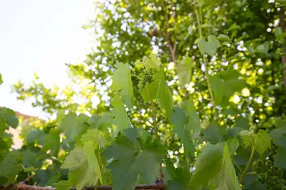 2885 Berryessa Rd, San Jose, CA 95132 - Photo 42