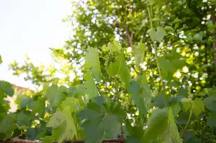 2885 Berryessa Rd, San Jose, CA 95132 - Photo 42