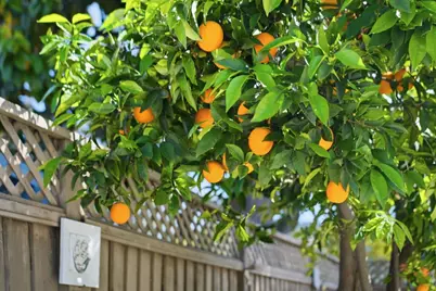 490 Suisse Dr, San Jose, CA 95123 - Photo 46