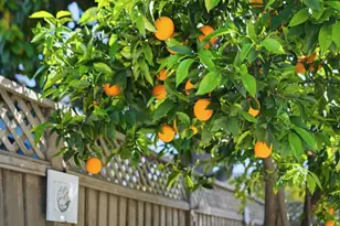 490 Suisse Dr, San Jose, CA 95123 - Photo 46