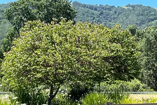 1015 Oak Brook Way, Gilroy, CA 95020 - Photo 56