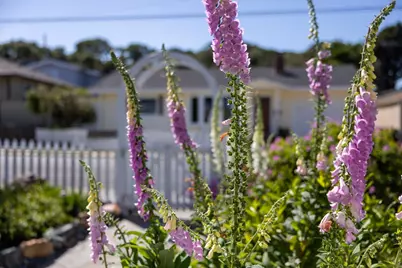 315 Willow St, Pacific Grove, CA 93950 - Photo 62