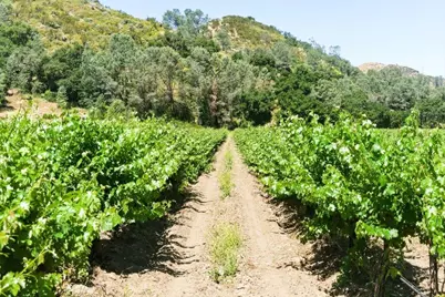 24.5 Acres Cienega Rd, Hollister, CA 95023 - Photo 28