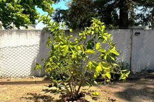 2022 Gana Ct, San Jose, CA 95148 - Photo 100