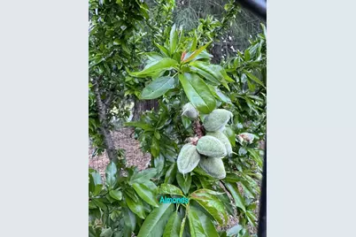 Black Rd, Los Gatos, CA 95033 - Photo 42