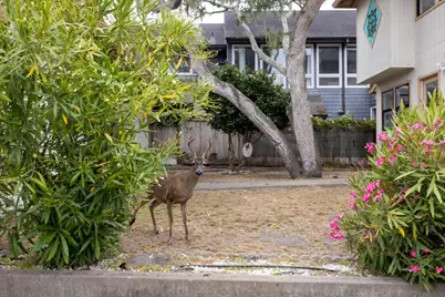 917 Fountain Ave, Pacific Grove, CA 93950 - Photo 54
