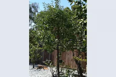 541 Madera Ave, San Jose, CA 95112 - Photo 20