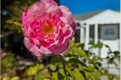 1061 Granada St, Belmont, CA 94002 - Photo 8