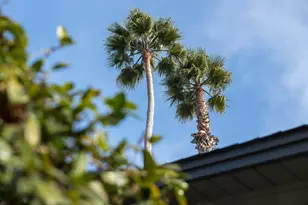 236 North Ave, Aptos, CA 95003 - Photo 24