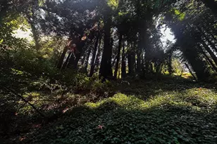 37315 Palo Colorado Rd, Carmel, CA 93923 - Photo 34