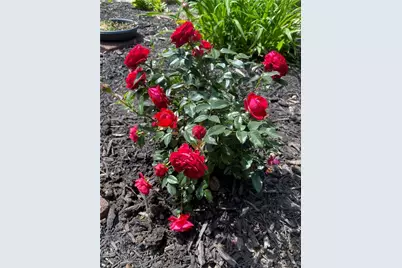 1117 Scenic Court, Troy, OH 45373 - Photo 52