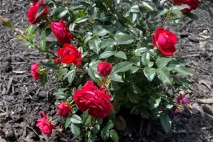 1117 Scenic Ct, Troy, OH 45373 - Photo 52