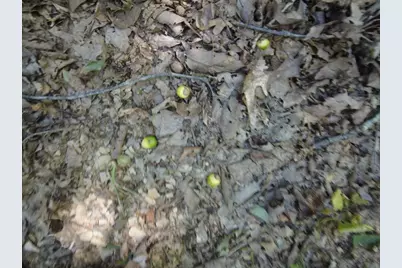 16 Black Hollow Road, Peebles, OH 45660 - Photo 16