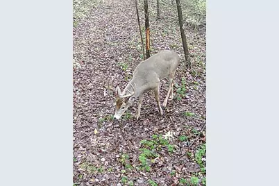 72-Acres Yankeetown, Hamersville, OH 45130 - Photo 8