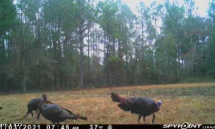 1780 Steverson Rd, Caryville FL  32425-5604 exterior