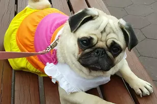 7002 Blvd E, Guttenberg, NJ 07093 - Photo 38