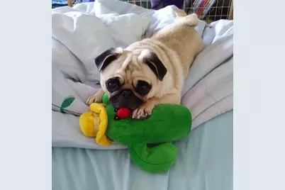 7002 Blvd East #15B, Guttenberg, NJ 07093 - Photo 42