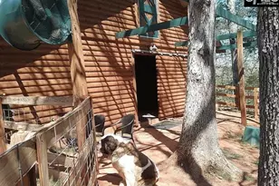 129 Tiger Paw Ln, Irmo, SC 29063 - Photo 8