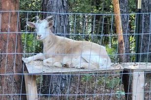 2418 Anderson Ct, Elgin, SC 29045 - Photo 44