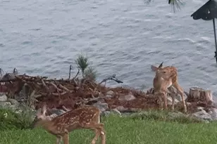 1366 Camping Rd, Gilbert, SC 29054 - Photo 32