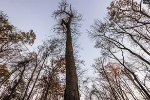 Green Meadow Dr, Chapin, SC 29036 - Photo 16