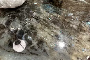 203 Holly Ridge Ln, West Columbia, SC 29169 - Photo 24