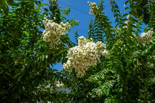 201 Burbank, Columbia, SC 29210 - Photo 38