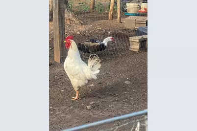 1253 Sam Koon Road, Chapin, SC 29036 - Photo 20