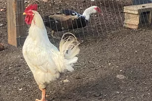 1253 Sam Koon Rd, Chapin, SC 29036 - Photo 20