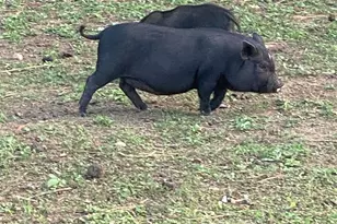 1253 Sam Koon Rd, Chapin, SC 29036 - Photo 10