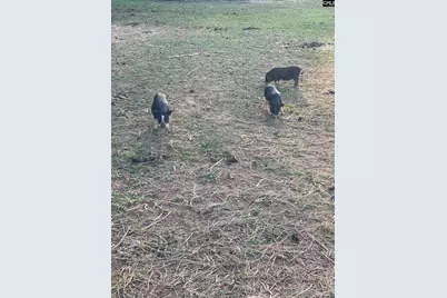 1253 Sam Koon Road, Chapin, SC 29036 - Photo 12