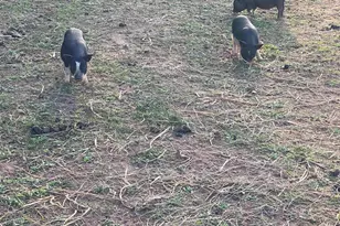 1253 Sam Koon Rd, Chapin, SC 29036 - Photo 12