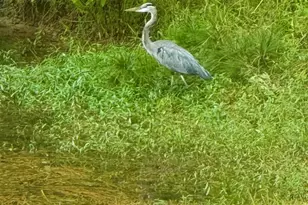 1008 Jones Rd, Irmo, SC 29063 - Photo 36