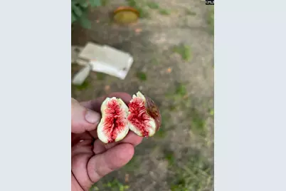 1123 Pine Street, West Columbia, SC 29172 - Photo 42