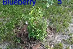 1123 Pine St, West Columbia, SC 29172 - Photo 44