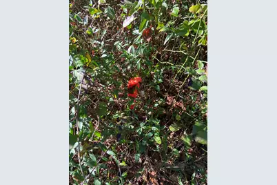 119 Pine Drive, Bethune, SC 29009 - Photo 6